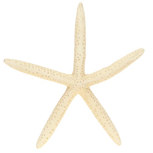 Article Étoiles de mer décoratives naturelles séchées, véritables étoiles de mer 15-17 cm, 10 pièces