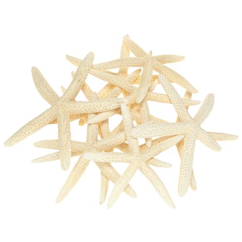 Article Étoiles de mer décoratives naturelles séchées, véritables étoiles de mer 15-17 cm, 10 pièces