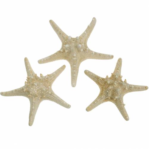 Floristik24 Étoile de mer nature 12-16cm 8pcs