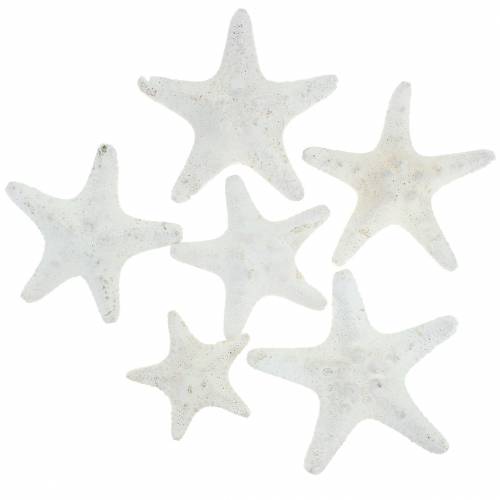 Floristik24 Boutons étoile de mer blanc 30pcs