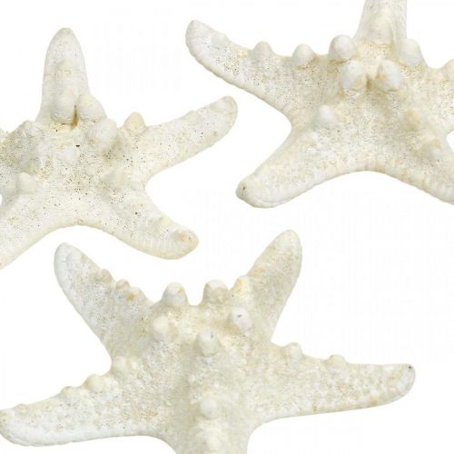 Article Décoration étoile de mer blanche, étoile de mer séchée pour artisanat 7-11cm 15p