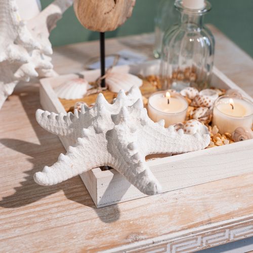 Floristik24 Décoration étoile de mer grande étoile de mer cloutée blanche séchée 15-18cm 10 pièces
