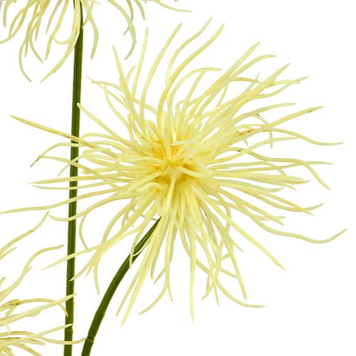 Floristik24 Fleurs de soie Xanthium crème 63 cm 4 p.