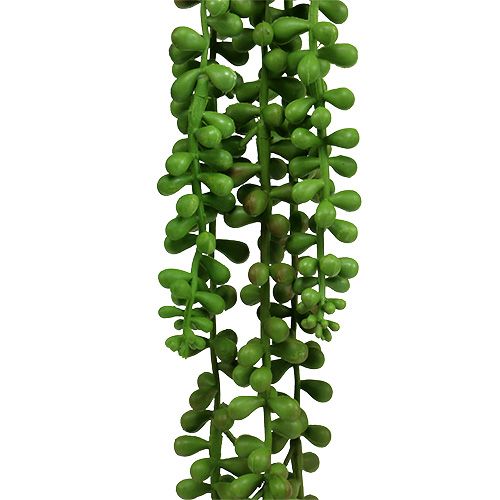 Floristik24 Séneçon de Rowley retombant 75 cm vert