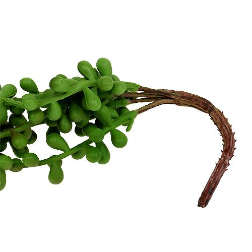 Floristik24 Séneçon de Rowley retombant 75 cm vert