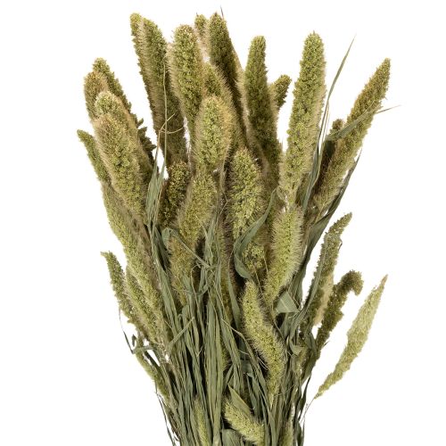 Fleurs séchées de millet à soies (Setaria) pour accessoires de décoration rustiques et élégants, 75 cm, 220 g