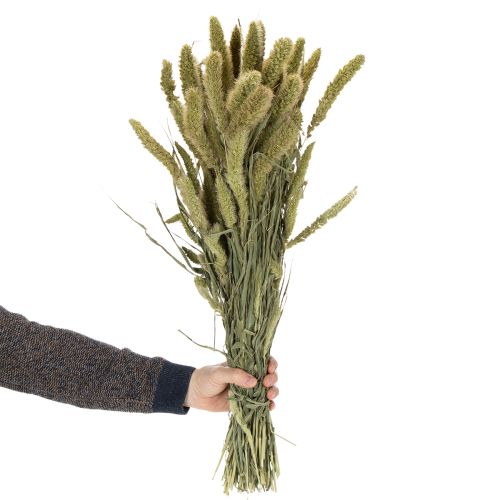 Article Fleurs séchées de millet à soies (Setaria) pour accessoires de décoration rustiques et élégants, 75 cm, 220 g