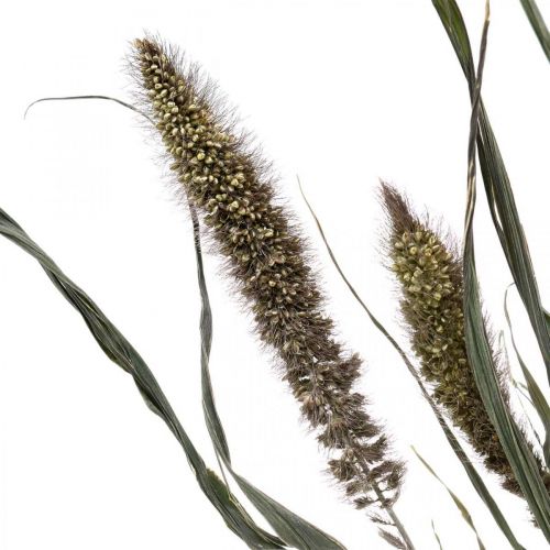 Article Fleurs Séchées Setaria Anthracite Poils Naturels Millet Bouquet 100g