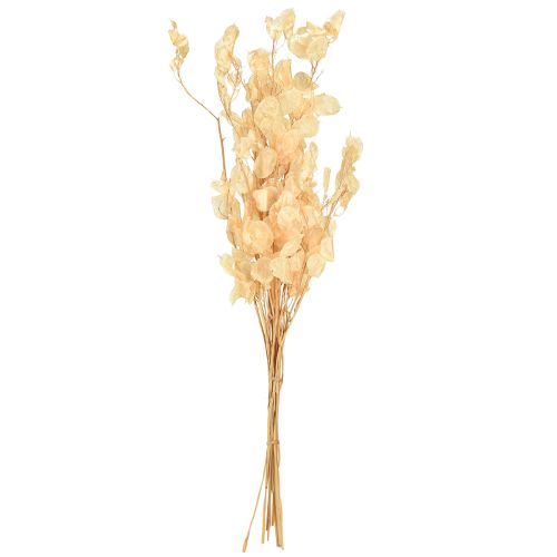 Article Feuille d&#39;argent séchée Lunaria Champagne 65-70cm 20g