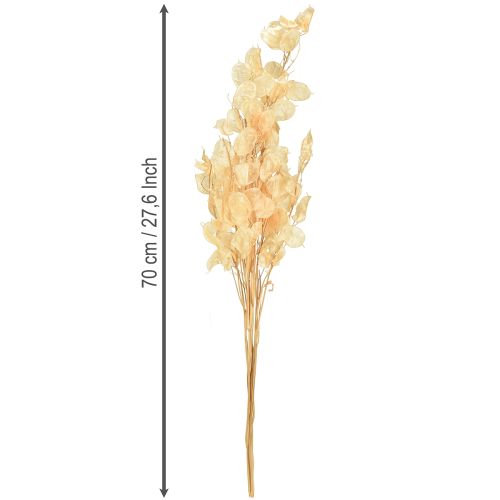 Article Feuille d&#39;argent séchée Lunaria Champagne 65-70cm 20g