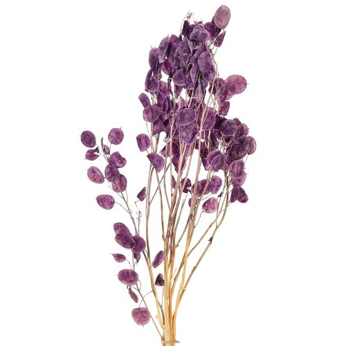Floristik24 Feuille d&#39;argent séchée Lunaria moon violet violet 65-70cm 20g
