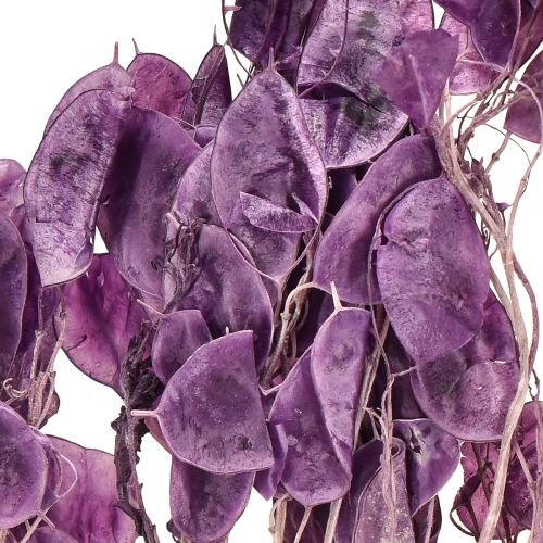 Article Feuille d&#39;argent séchée Lunaria moon violet violet 65-70cm 20g