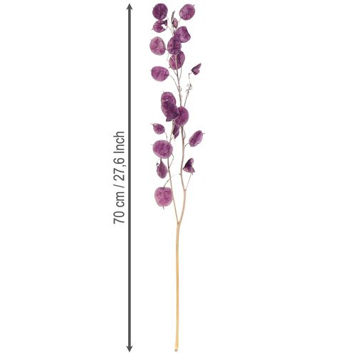 Article Feuille d&#39;argent séchée Lunaria moon violet violet 65-70cm 20g