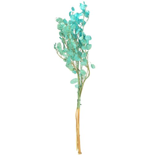 Floristik24 Feuille d&#39;argent séchée violette lunaire Lunaria bleu clair 65-70 cm 20 g