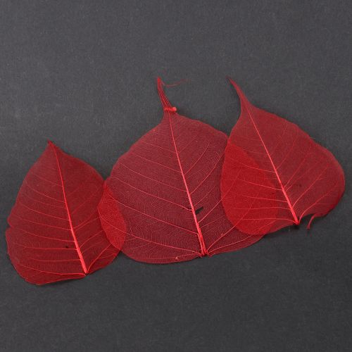 Floristik24 Feuilles squelettes Feuilles Bodhi squelettisées rouges 5-15 cm 200 pièces