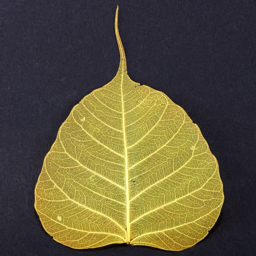 Article Feuilles squelettes, feuilles de figuier de peuplier, jaunes, 5-15 cm, 200 pièces