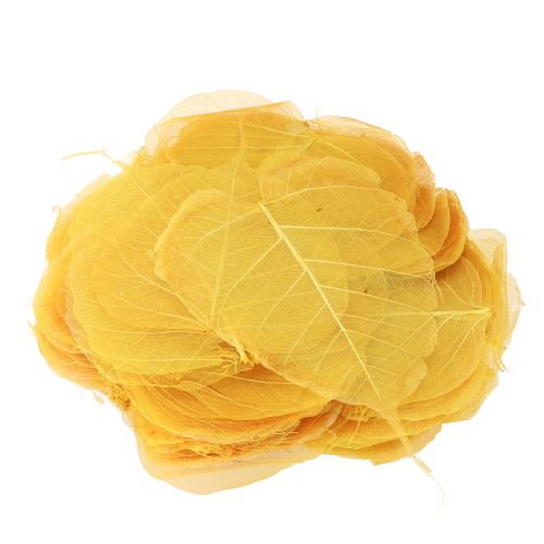 Article Feuilles squelettes, feuilles de figuier de peuplier, jaunes, 5-15 cm, 200 pièces