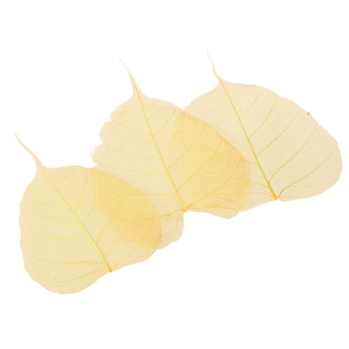 Article Feuilles squelettes, feuilles de figuier de peuplier, jaunes, 5-15 cm, 200 pièces