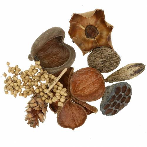 Floristik24 Assortiment exotique avec cônes strobus nature 300g