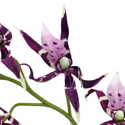Article Orchidées araignées Brassia violet 108cm 3pcs
