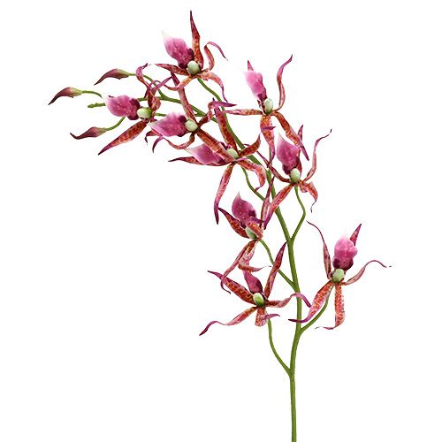 Floristik24 Orchidée Brassia rose vif et orange 108cm 3P