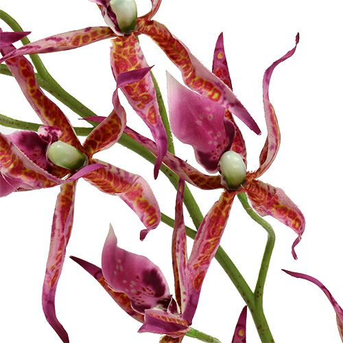 Article Orchidée Brassia rose vif et orange 108cm 3P