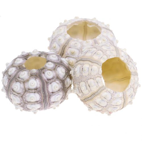 Floristik24 Oursin 10 pcs