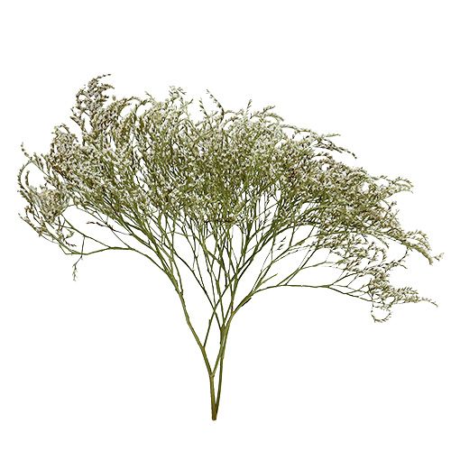 Floristik24 Lavande de mer Statice Tatarica fleurs séchées nature 2kg