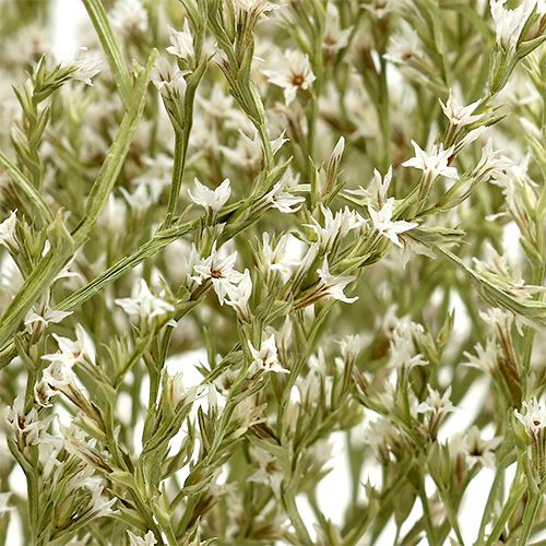 Article Lavande de mer Statice Tatarica fleurs séchées naturelles 2kg