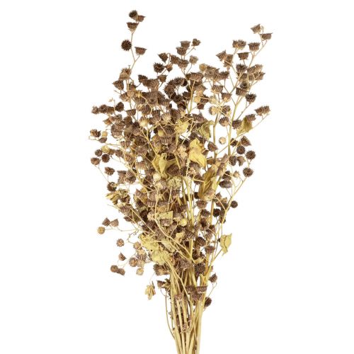 Floristik24 Fleurs séchées décoration branches décoratives branche Stefani 95cm 200g
