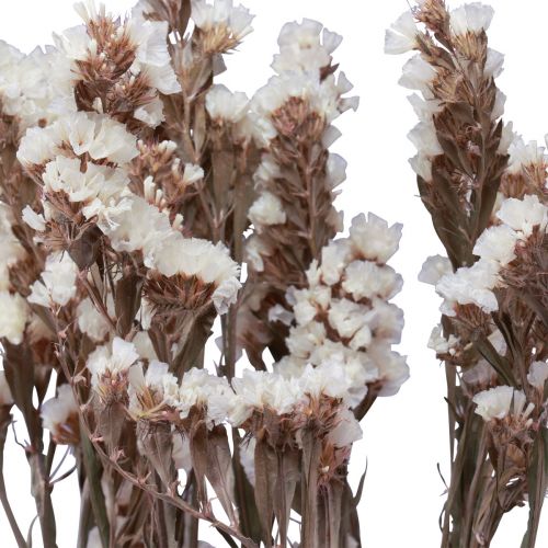 Article Fleurs Séchées Lilas Blanc Limonium Plage 60cm 35g