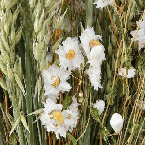Floristik24 Bouquet de fleurs séchées fleurs paille blanches avoine Lagurus 55cm