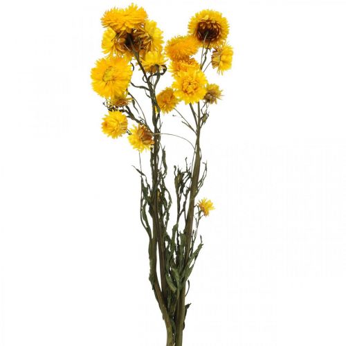 Floristik24.fr Fleur séchée Fleur de paille jaune Helichrysum Décoration  sèche Bouquet 50cm 45g - acheter pas cher en ligne
