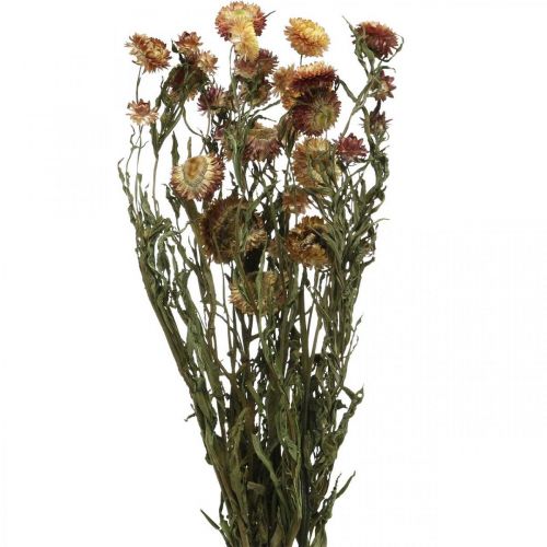 Floristik24.fr Fleur de paille Jaune, Rouge séchée Helichrysum fleur séchée  50cm 60g - acheter pas cher en ligne