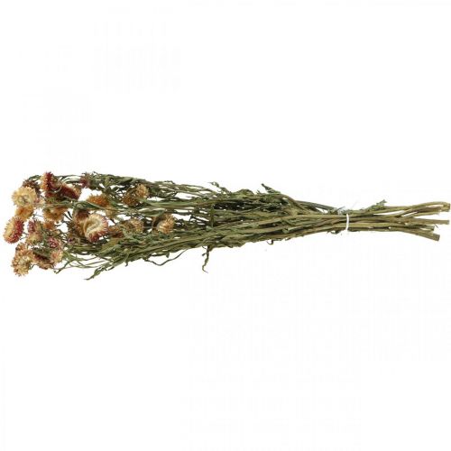 Article Fleur de paille Jaune, Rouge séchée Helichrysum fleur séchée 50cm 60g