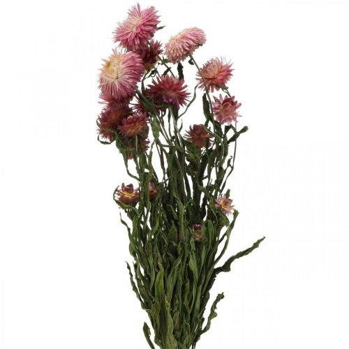 Floristik24 Strawflower Pink Helichrysum fleurs séchées bouquet 45cm 45g