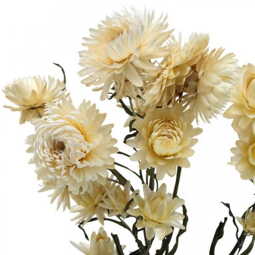 Article Décoration sèche paille fleur crème hélichryse séchée 50cm 30g