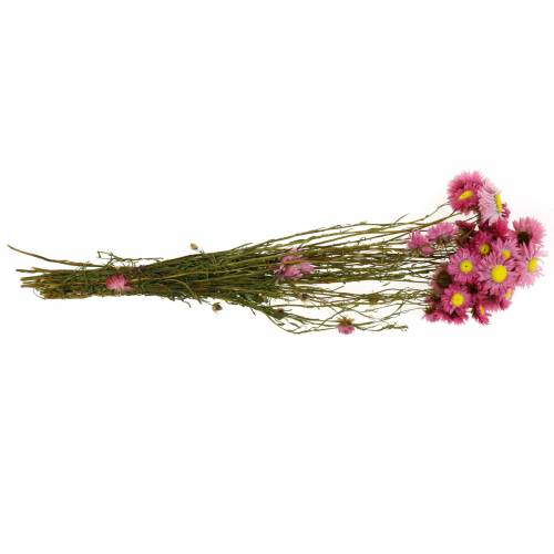 Floristik24 Fleur de paille en bouquet Fleurs séchées roses 25g