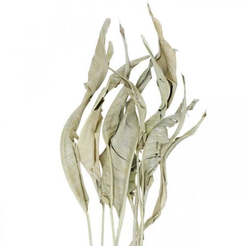 Floristik24 Feuilles de Strelitzia séchées vertes givrées 45-80cm 10 pièces