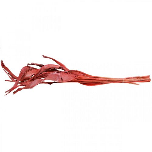Article Feuilles de Strelitzia rouge givrées fleuries sèches 45-80cm 10 pièces