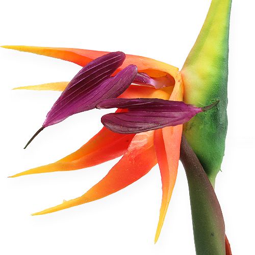 Article Strelitzia oiseau de paradis fleur 62cm