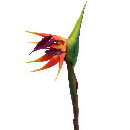 Floristik24 Strelitzia oiseau de paradis fleur 62cm