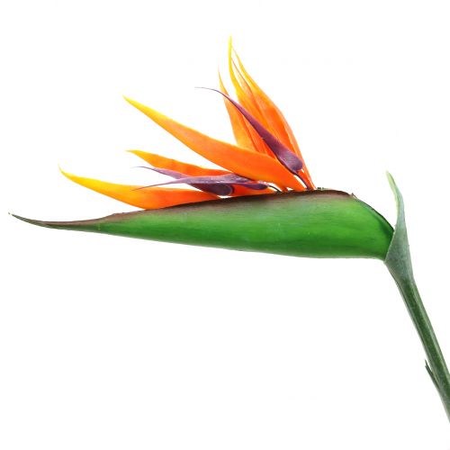 Article Strelitzia Oiseau de Paradis 95cm