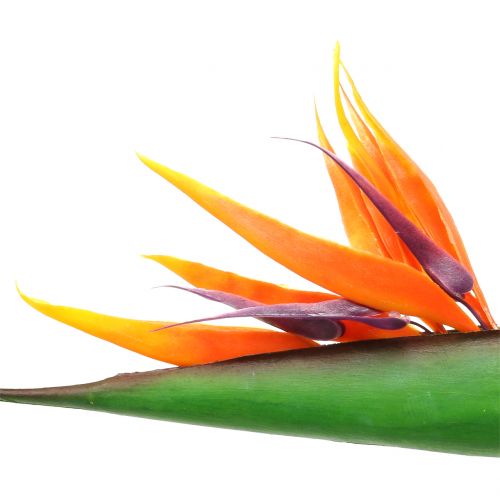 Floristik24.fr Strelitzia Oiseau de Paradis 95cm - acheter pas cher en ligne