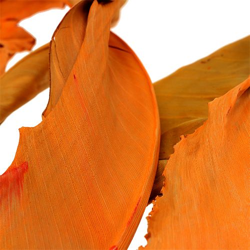 Floristik24 Feuilles de Strelitzia orange 120cm 20 pcs