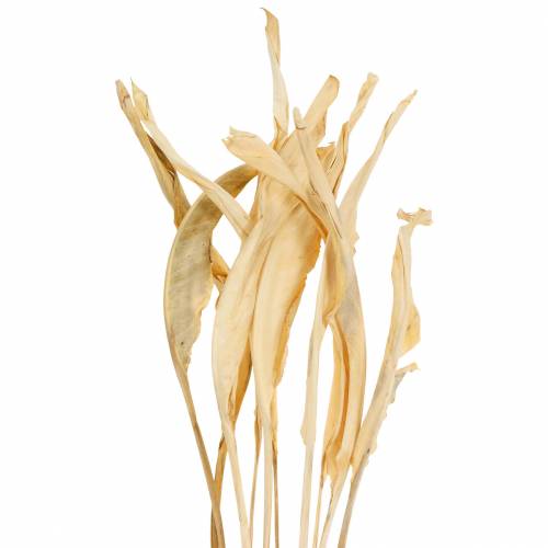 Feuilles de Strelitzia blanchies 10pcs décoration sèche