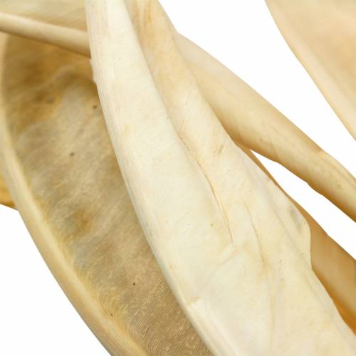 Feuilles de Strelitzia blanchies 10pcs décoration sèche