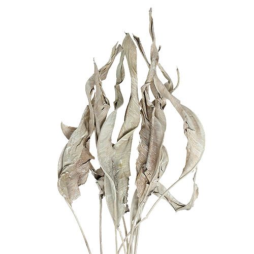 Floristik24 Feuilles décoratives Feuilles de Strelitzia blanchies à la chaux 120cm 10 pcs