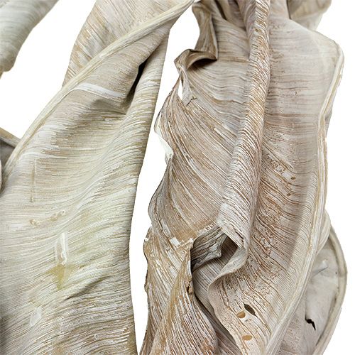 Floristik24 Feuilles décoratives Feuilles de Strelitzia blanchies à la chaux 120cm 10 pcs