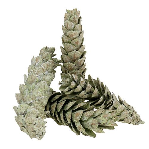 Article Cônes Strobus comme décoration naturelle 15cm - 20cm vert 50 pcs